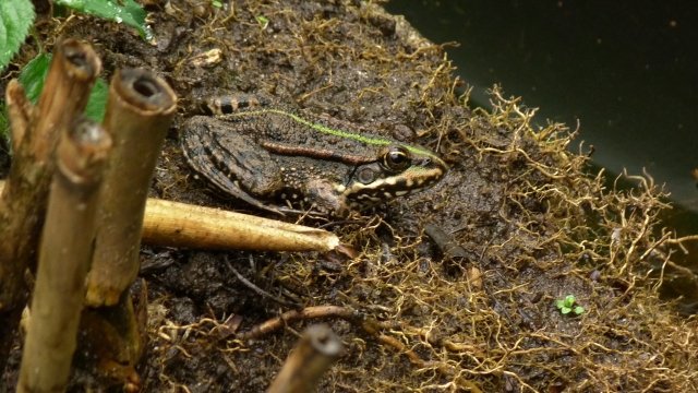 Wasserfrosch