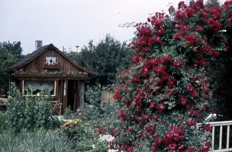 Gartenlaube mit Kletterrose