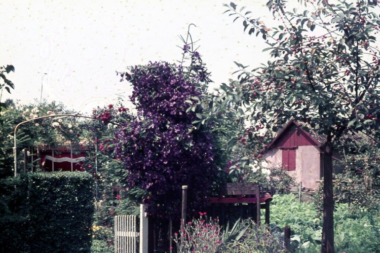 Blütenmeer im Kleingarten